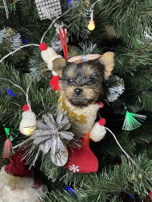 Щенок йорк ждет в новогодние праздники свою семью