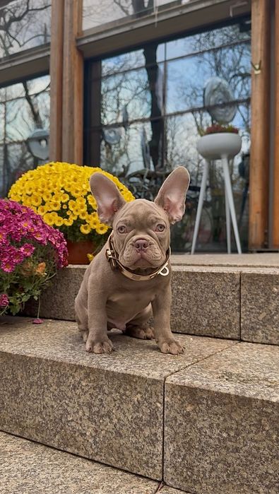 Buldog Francuski chłopak New shade Isabella