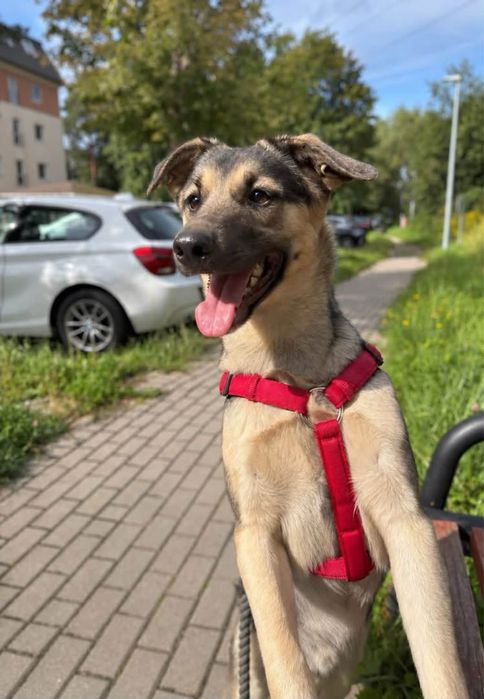 Uroczy piesek Oreo szuka domku