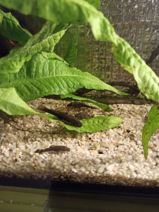 Zbrojniki niebieski glonojad zwykly