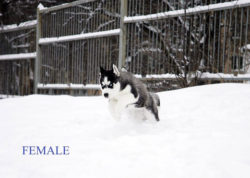 Найкращі Сибірські хаскі з блакитними очима. КСУ