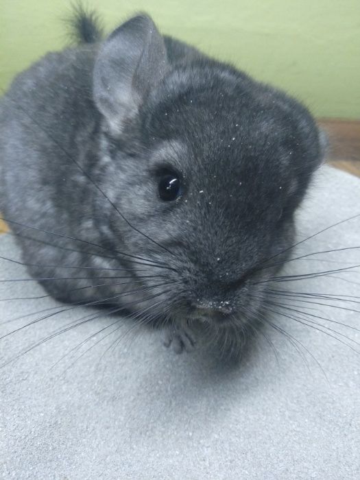 Szynszyl szynszyla standard samiec