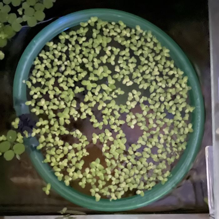 Troco plantas dos meus aquários