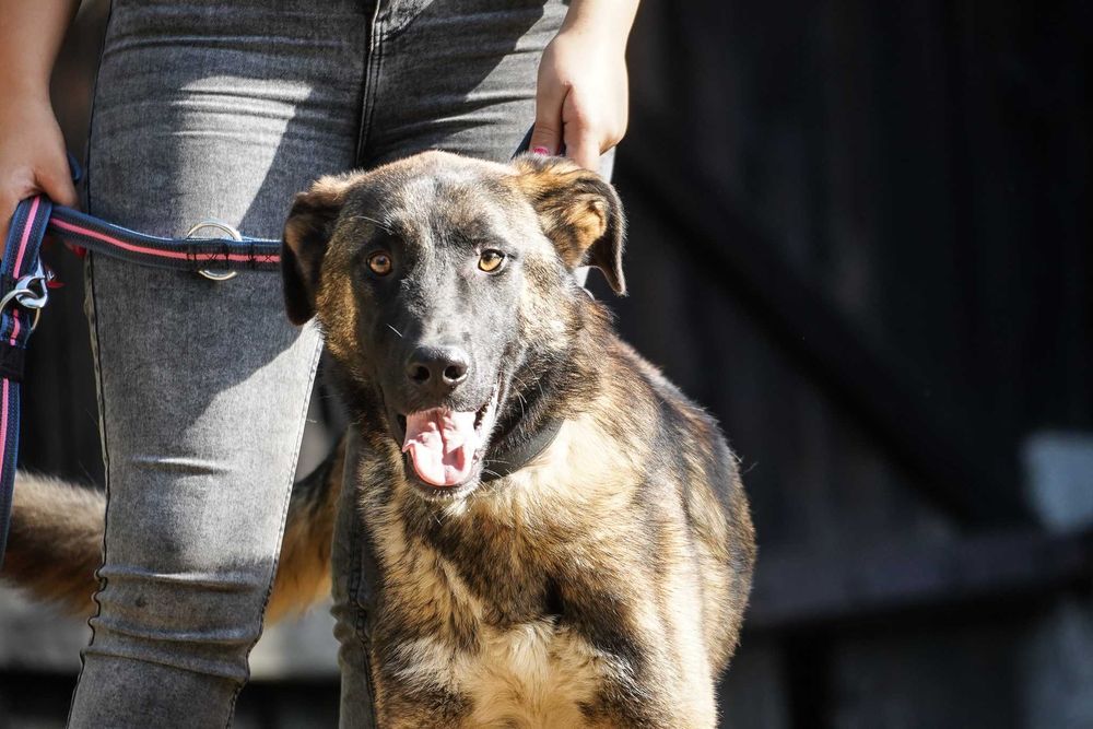 Zibi - mega fajny psiak w typie owczarek niemiecki