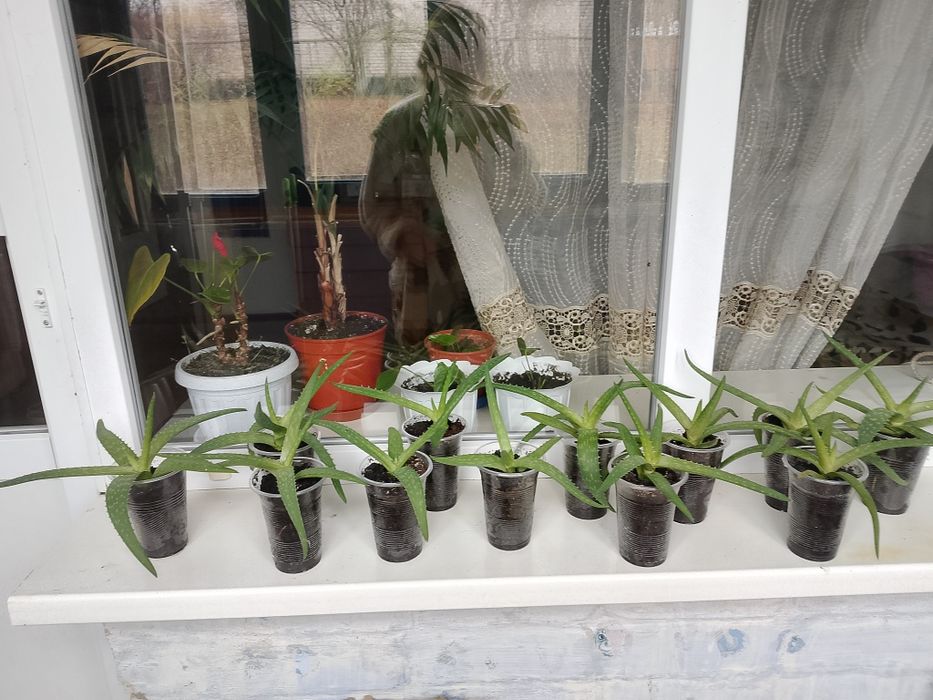 Продам алое вера