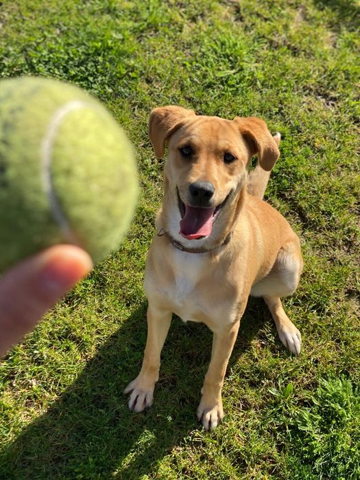 Cadela para adoção