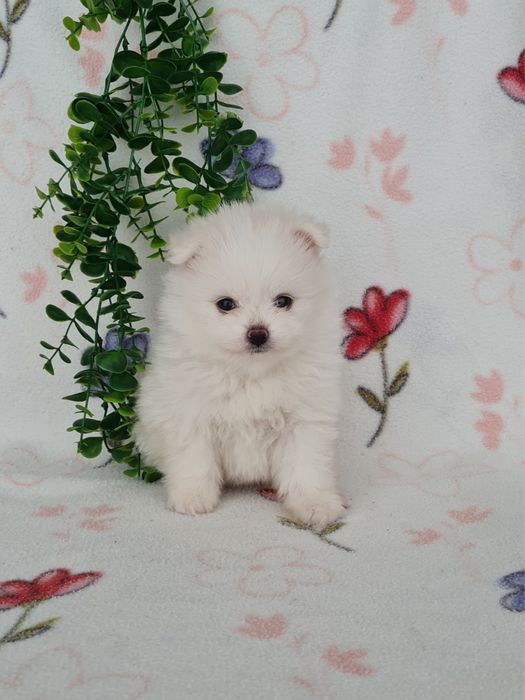 Estupendo mini mini 600g Lulu da Pomerânia / Spitz Alemão Anão de Qualidade