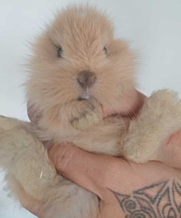 Coelhos Anões disponíveis