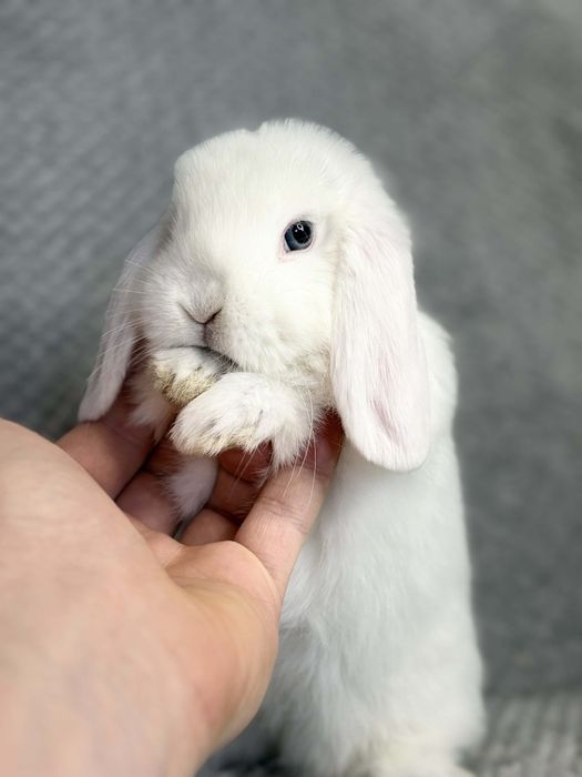 , króliki mini lopki,miniaturki