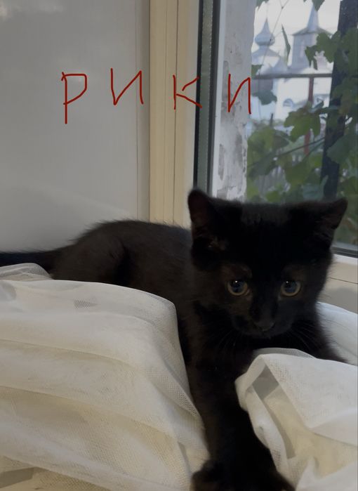 Котята в ответственные руки