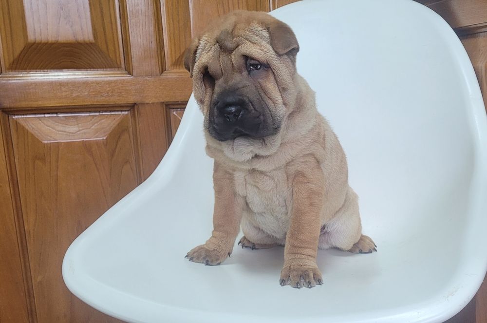 Sharpei femea 2 meses