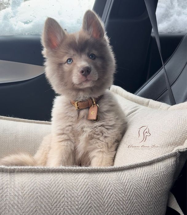 Pomsky ( Mini Husky )