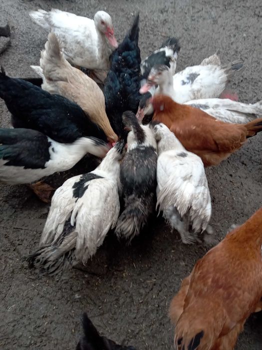 Zwierzęta domowe kaczki. Pstrągowa