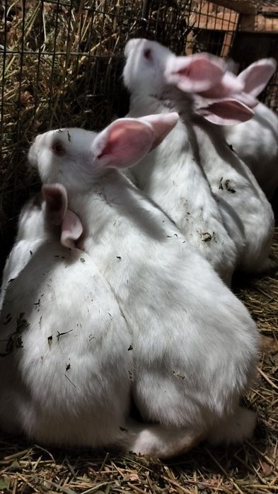 Продам молодняк кролів термонців