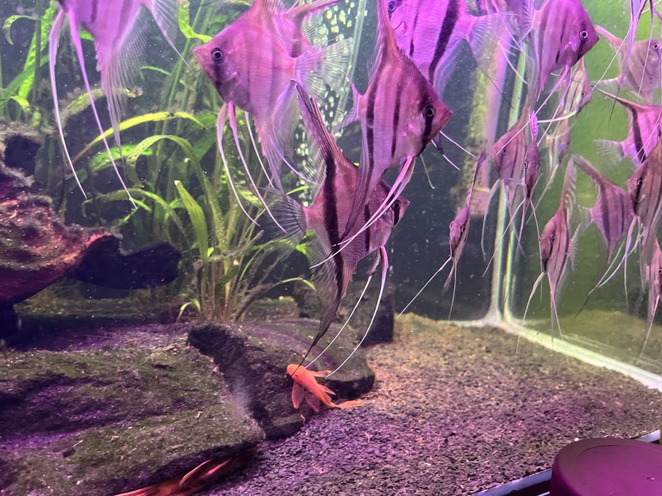 Skalary Manacapuru red back  F2