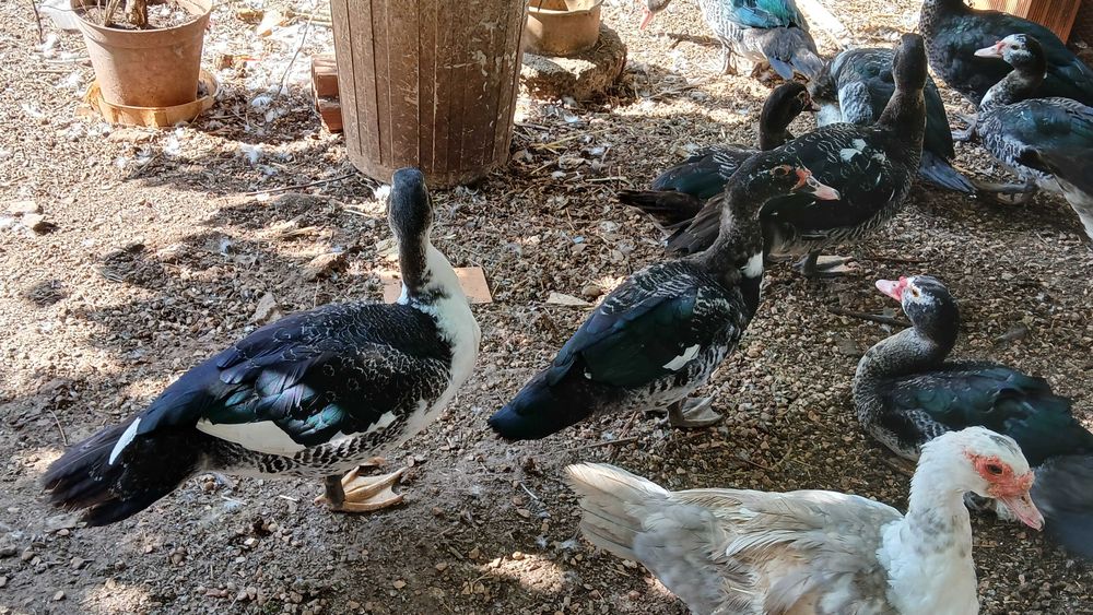 Patos mudos jovens