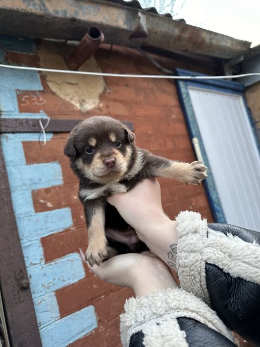Віддамо цуценят у добрі ручки, які будуть піклуватись