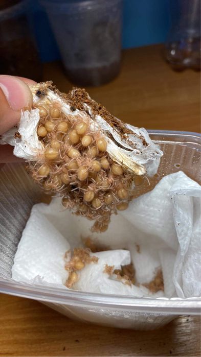 Ptasznik/Ptaszniki duża oferta Kraków/Rzeszów/Lublin