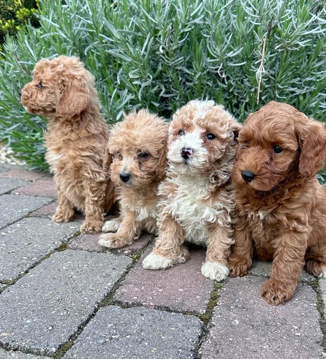 Maltipoo suczka gotowa