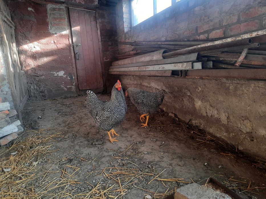 Інкубаційні  яйця