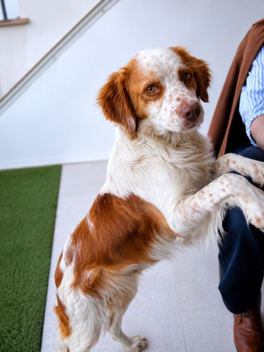 Cão Epanhol Bertone