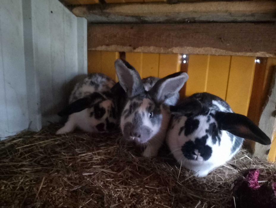 Królik mieszane samce samice