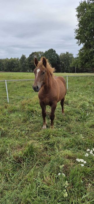 Ogierka rasy polski koń zimnokrwisty