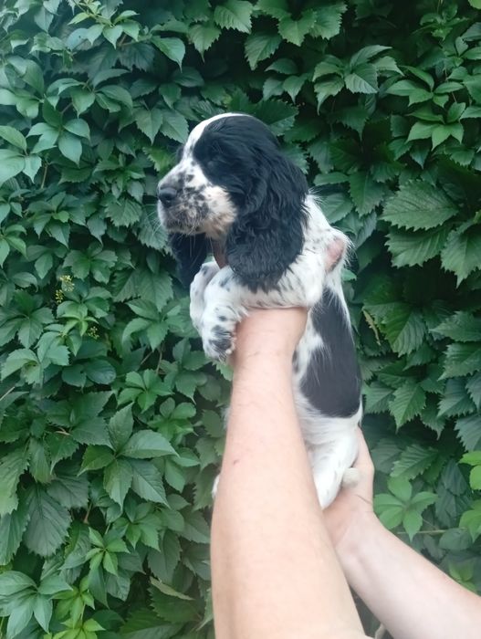 Suczka Cocker spaniel angielski