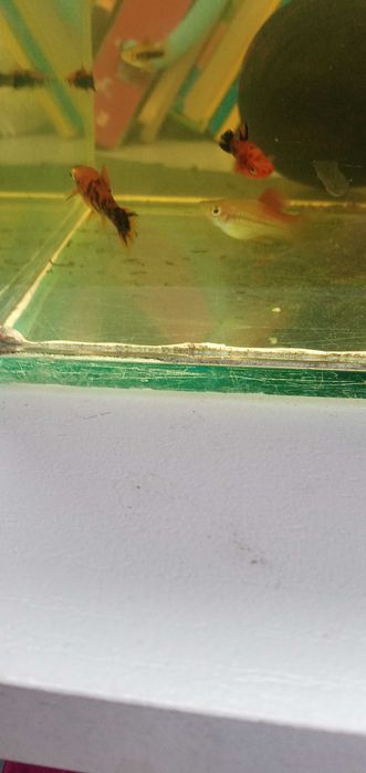 Mieczyki młode i dorosłe od 4 zł