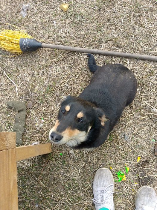 Такса  не чистокровная