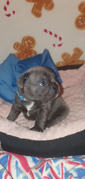 Buldog francuski "Luis"