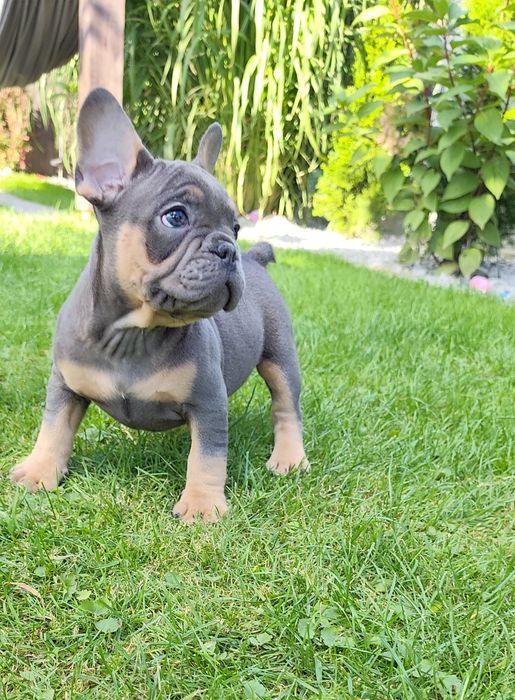 Buldog francuski Blue Tan