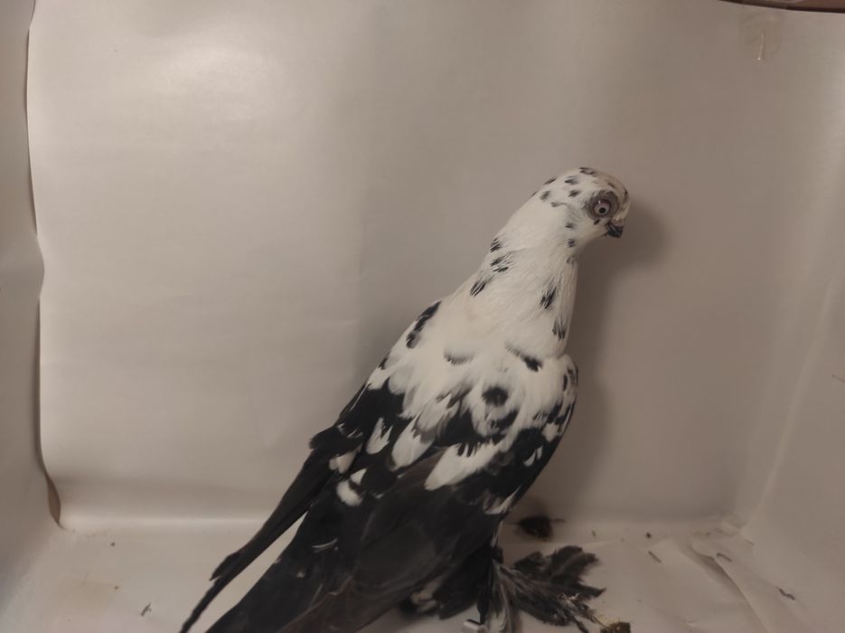 Sprzedam Motyl Warszawski czarny