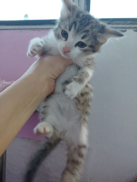 Кошеня в добрі руки