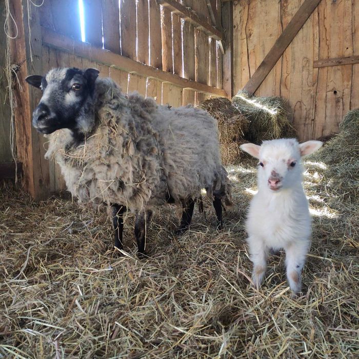 Wynajmę drewniany domek z jacuzzi ( sylwester juz zajety)