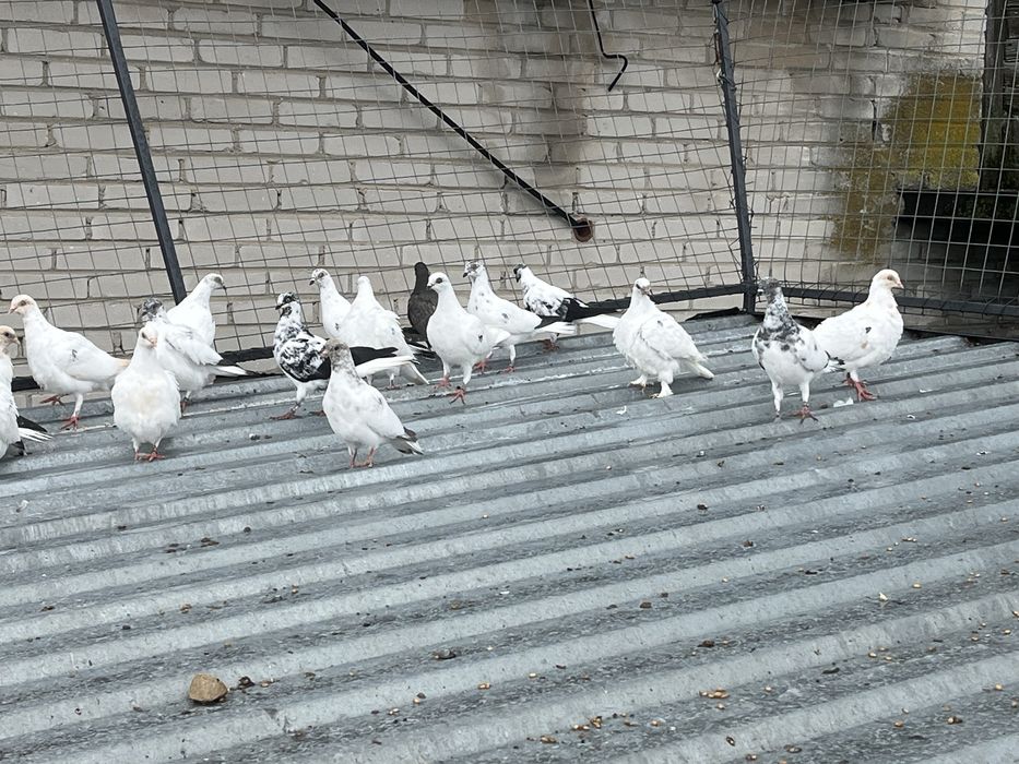 Budapszty młode