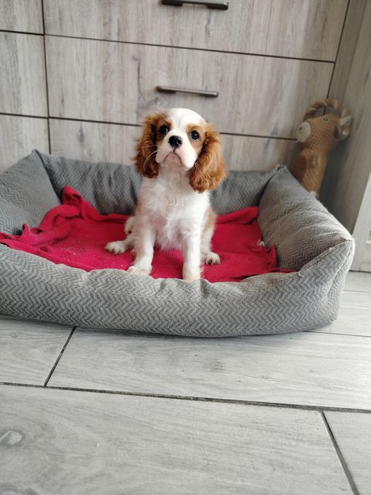 Piękna suczka Cavalier King Charles Spaniel
