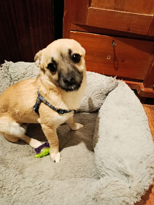 4 кг щастя в добрі руки