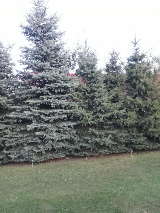 Продаються ялинки
