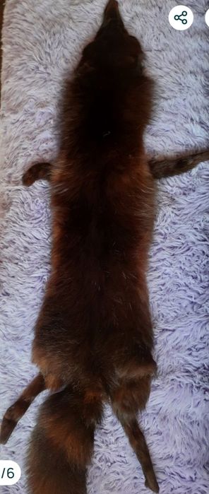 Черная лиса воротник.