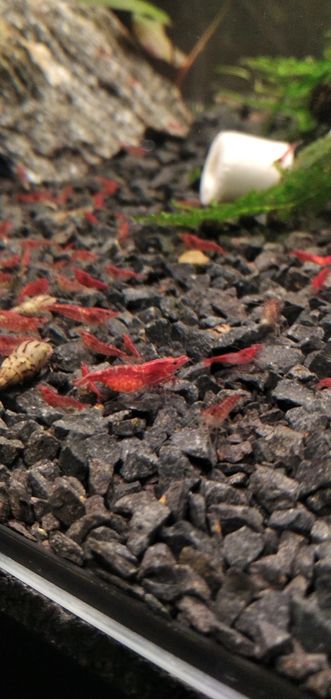 Krewetki red cherry dostawa gratis