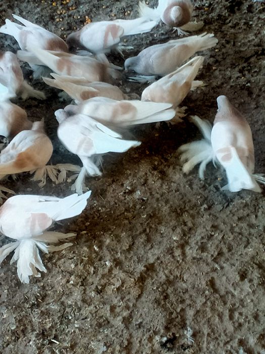 Продам бойні агарани