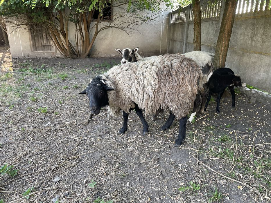 Вівці Баран романівської  породи