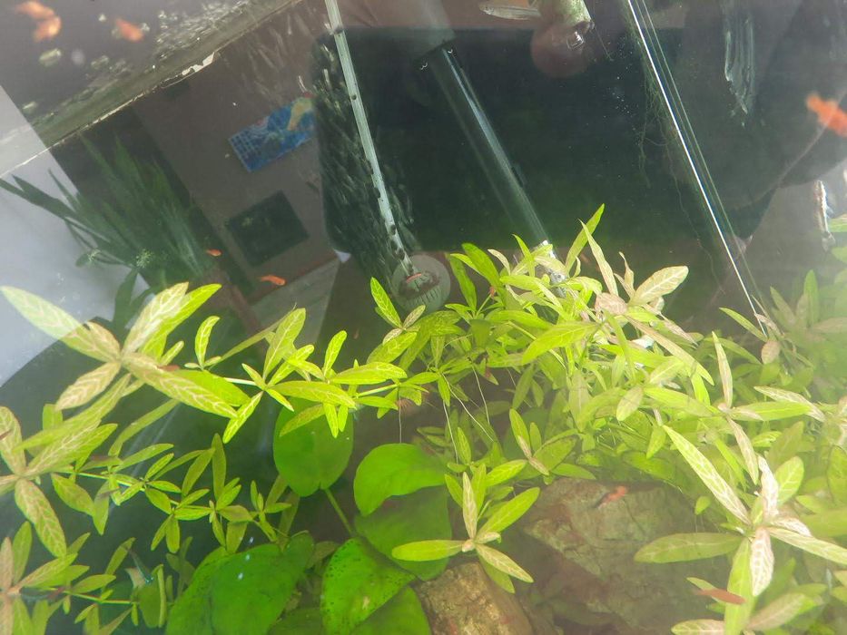 Planta aquario Hygrophila polysperma ‘Sunset