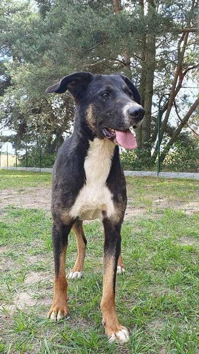 Hugo i Boss  w schronisku w lututowie aktualne