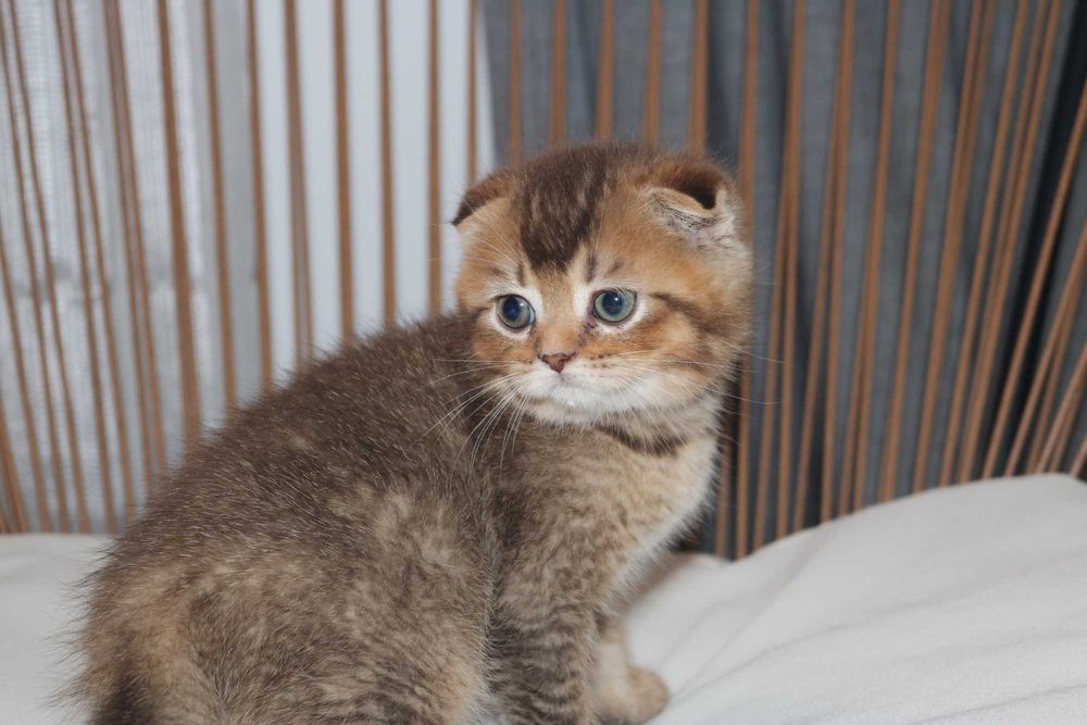 um gatinho scottish fold golden brown