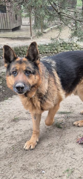 Piesek okolo 7 lat