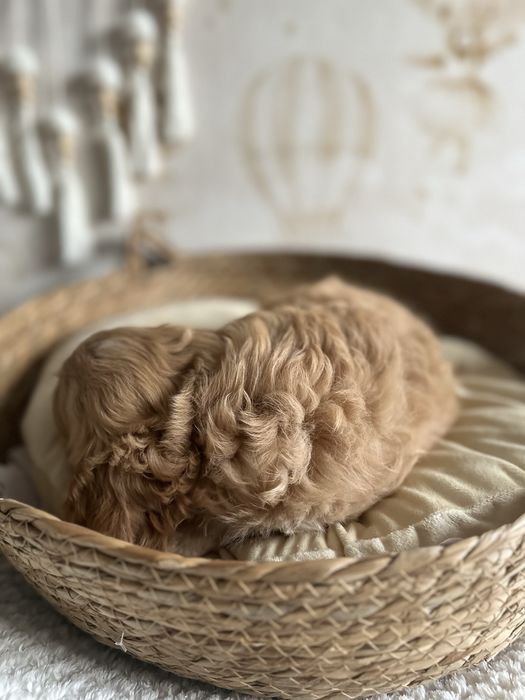 Śliczna suczka Cavapoo