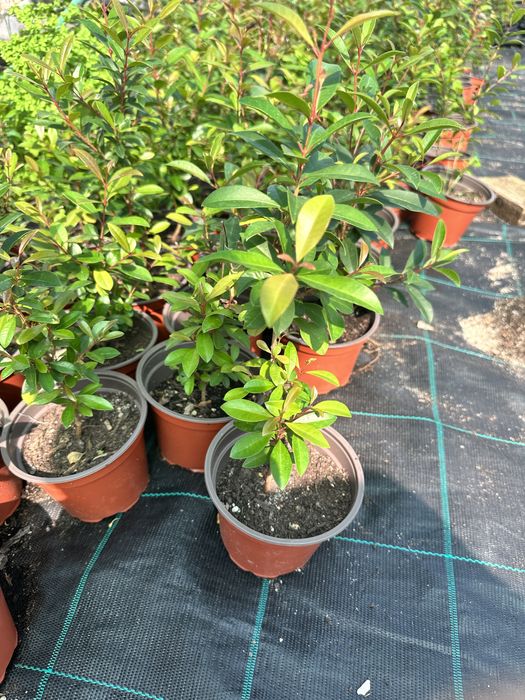 Eugenia Myrtifolia Newport 10 CM