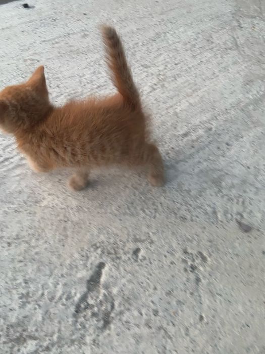 Кошенята в добрі руки